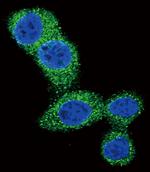 PUMA alpha Polyclonal Antibody
