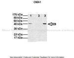 OMA1 Polyclonal Antibody