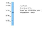 DDIT4L Polyclonal Antibody
