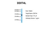 DDIT4L Antibody in Western Blot (WB)