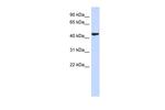 SGMS2 Antibody in Western Blot (WB)