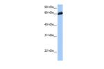 C19orf21 Antibody in Western Blot (WB)