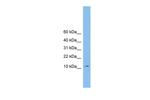 CHCHD1 Polyclonal Antibody