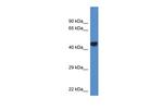 PCYT2 Polyclonal Antibody