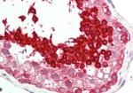 HSP701L Polyclonal Antibody