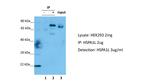 HSP701L Antibody in Immunoprecipitation (IP)