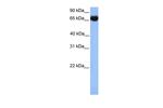 HSP701L Antibody in Western Blot (WB)
