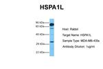 HSP701L Antibody in Western Blot (WB)
