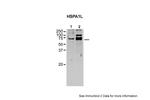 HSP701L Antibody in Western Blot (WB)