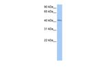 GSG1 Polyclonal Antibody