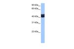 GSG1 Polyclonal Antibody