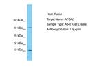 ApoA2 Polyclonal Antibody