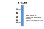 ApoA2 Antibody in Western Blot (WB)