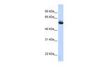 COPD Antibody in Western Blot (WB)