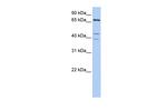 IPP Polyclonal Antibody