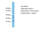 AGO1 Polyclonal Antibody