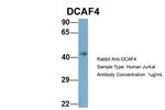 DCAF4 Polyclonal Antibody