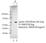 FAM175B Antibody in Immunoprecipitation (IP)