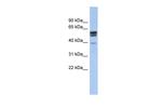 SPNS2 Antibody in Western Blot (WB)