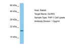 GLRX5 Antibody in Western Blot (WB)