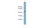 FAM53C Polyclonal Antibody