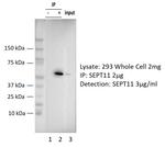 SEPT11 Antibody in Immunoprecipitation (IP)