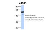 SEPT11 Antibody in Western Blot (WB)
