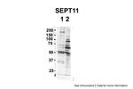 SEPT11 Antibody in Western Blot (WB)