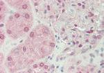 RIOK2 Antibody in Immunohistochemistry (Paraffin) (IHC (P))