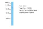 FAM35A Polyclonal Antibody