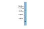 FAM35A Antibody in Western Blot (WB)