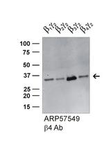 GNB4 Polyclonal Antibody