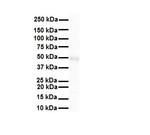 TRIM10 Antibody in Western Blot (WB)