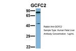 C2orf3 Polyclonal Antibody