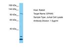 EphA5 Polyclonal Antibody