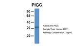 PIGC Polyclonal Antibody