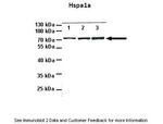 HSPA1A Antibody in Western Blot (WB)