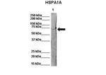 HSPA1A Antibody in Western Blot (WB)