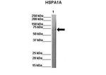 HSPA1A Antibody in Western Blot (WB)