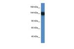 BAG6 Antibody in Western Blot (WB)
