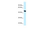 HYAL3 Polyclonal Antibody