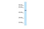 POLG2 Polyclonal Antibody