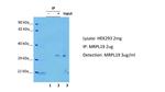 MRPL19 Antibody in Immunoprecipitation (IP)