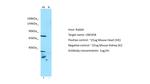 UNC45B Polyclonal Antibody