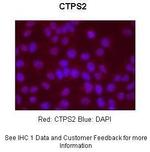 CTPS2 Polyclonal Antibody