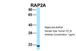 RAP2A Polyclonal Antibody