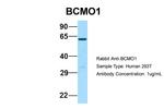 BCMO1 Polyclonal Antibody