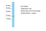 IL-26 Polyclonal Antibody