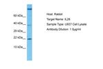 IL-26 Antibody in Western Blot (WB)