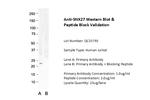 SNX27 Antibody in Western Blot (WB)